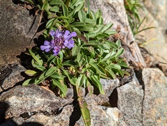 Scabiosa lacerifolia