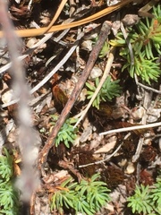 Thymelaea