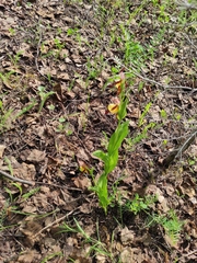 Cypripedium calceolus