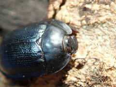 Pterohelaeus