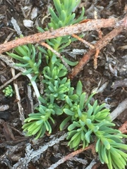 Thymelaea