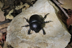 Trypocopris vernalis