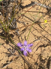 Moraea lugubris