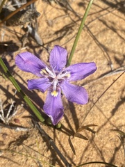 Moraea lugubris