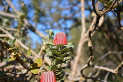 Banksia coccinea
