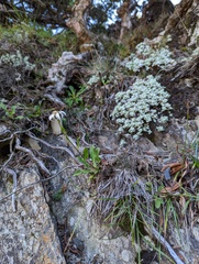 Aster takasagomontanus