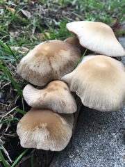 Agaricales