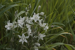Ornithogalum nutans