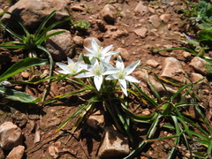 Ornithogalum sigmoideum
