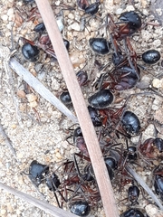 Camponotus intrepidus