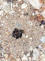 Camponotus intrepidus