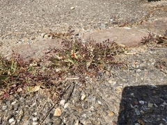 Eragrostis minor