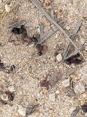 Camponotus intrepidus