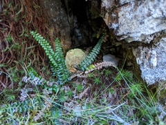 Polystichum atkinsonii