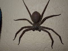 Heteropoda