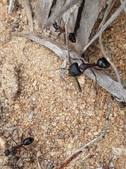 Camponotus intrepidus