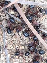Camponotus intrepidus
