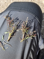 Eragrostis minor