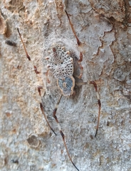 Herennia multipuncta