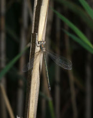 Chalcolestes parvidens