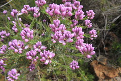 Comesperma drummondii