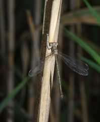 Chalcolestes parvidens