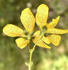 Hypericum richeri burseri
