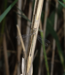 Chalcolestes parvidens