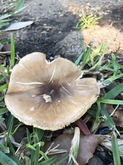 Agaricales