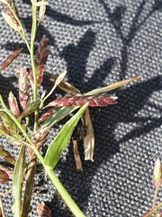 Eragrostis minor
