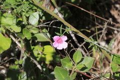 Althaea cannabina