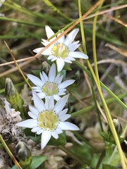 Gentiana douglasiana
