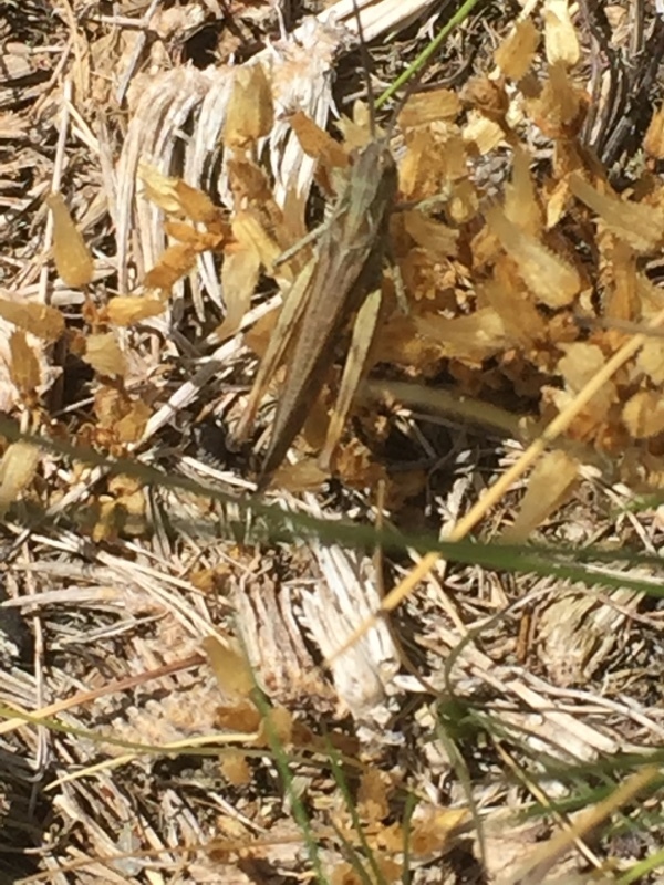 Yersin's Grasshopper
