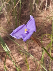 Patersonia