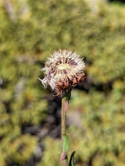 Aster takasagomontanus