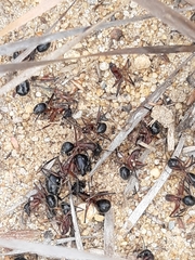 Camponotus intrepidus