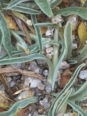 Hieracium spathulatum