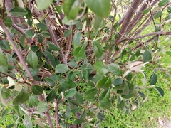 Cotoneaster glaucophyllus