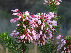 Erica multiflora