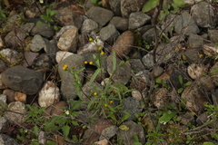 Senecio dubitabilis