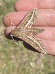 Hippotion celerio