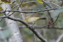 Phylloscopus collybita