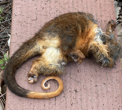 Pseudocheirus occidentalis