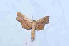 Thyrididae
