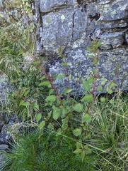 Urtica taiwaniana