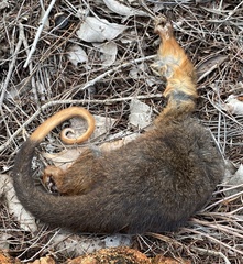 Pseudocheirus occidentalis