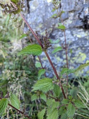 Urtica taiwaniana