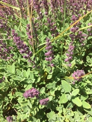 Teucrium salviastrum