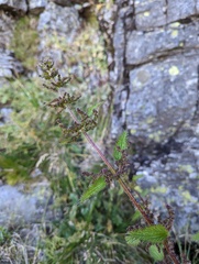 Urtica taiwaniana