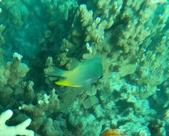 Amblyglyphidodon orbicularis